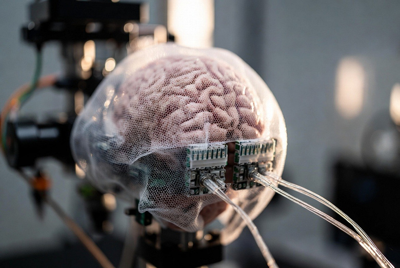 3D-биоэлектронная сетка впервые охватила мини-орган мозга и раскрыла работу нейронных сетей